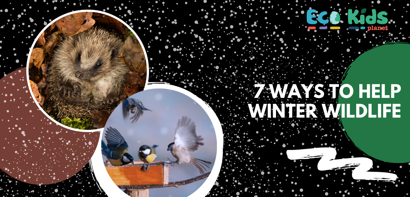 Seven Wonderful Ways to Help Winter Wildlife