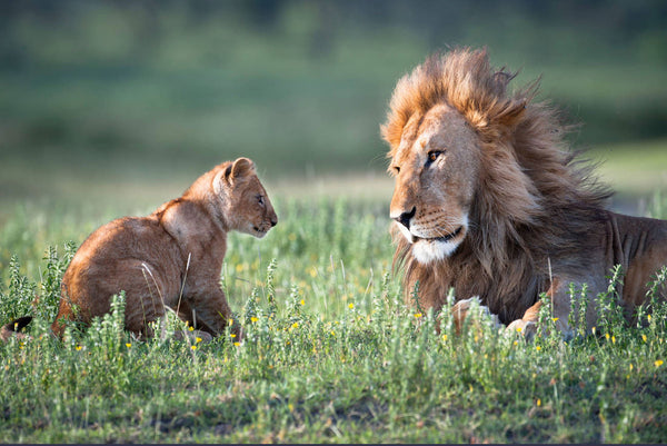 How loud is a lion's roar? And 4 other lion facts, Stories