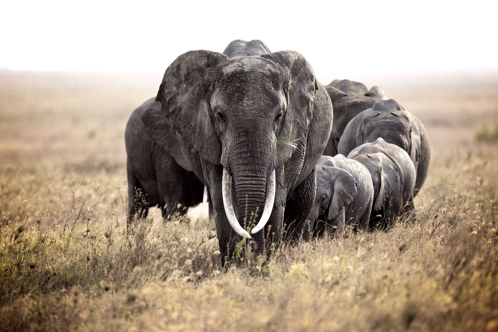 5 Reasons to Love Elephants on World Elephant Day