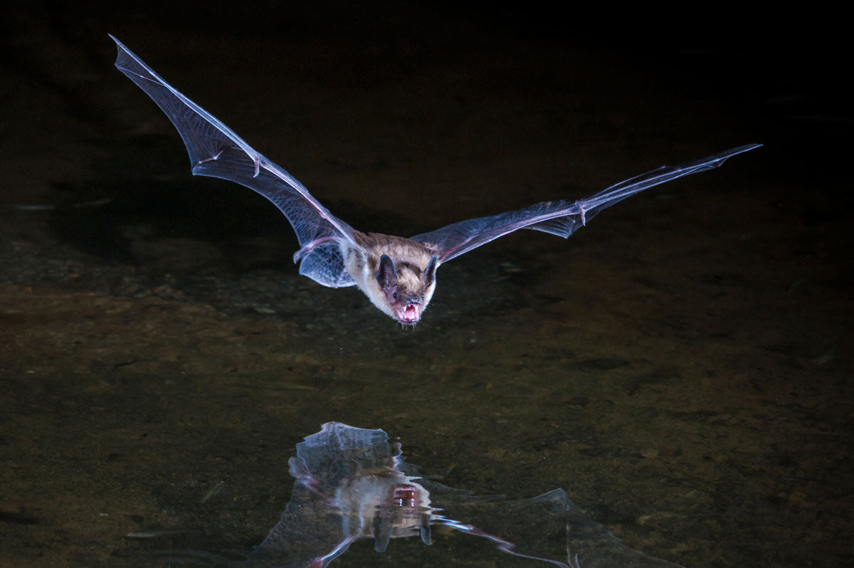 Bat Superpowers: The Unstoppable Hunters of the Night