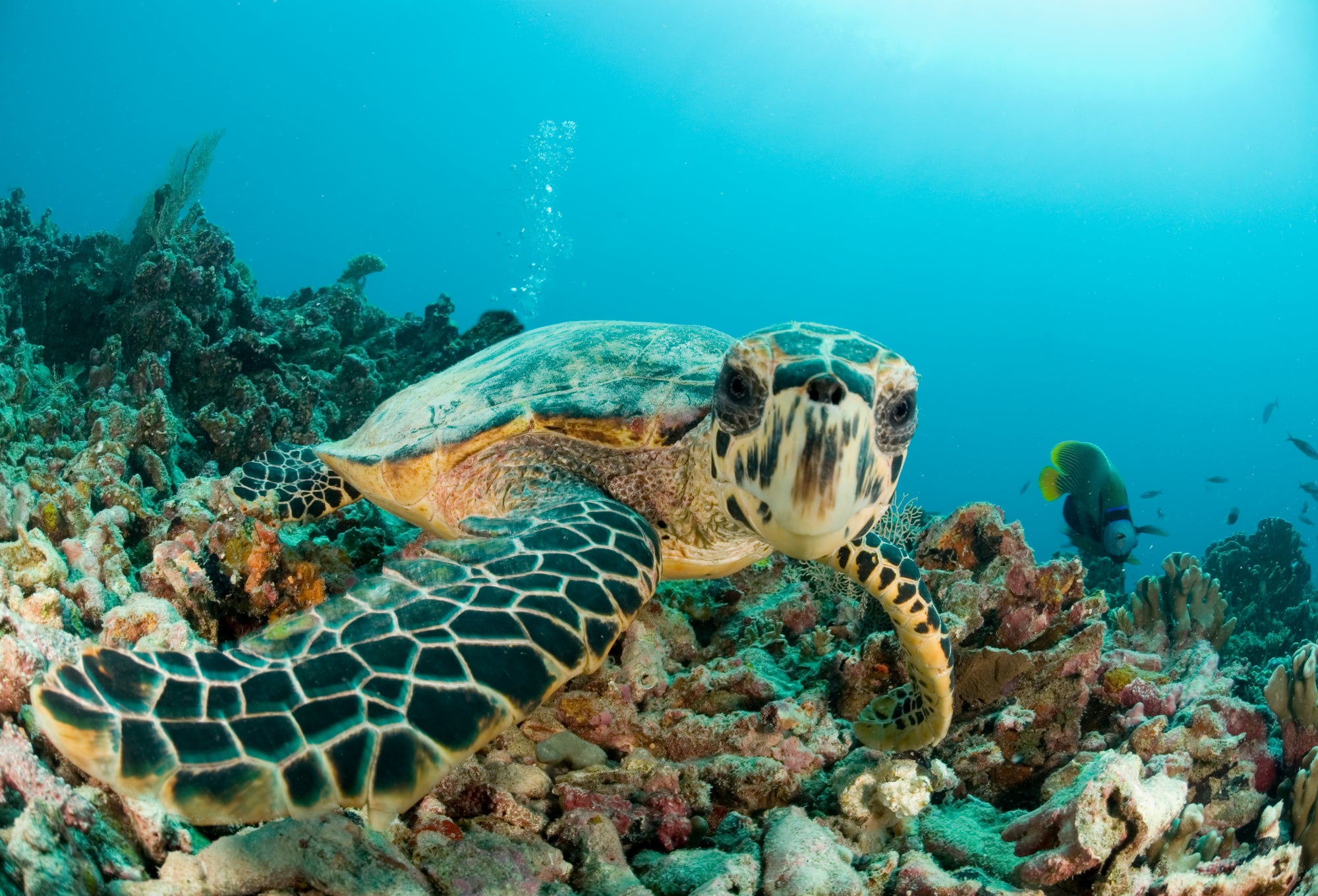 Endangered Creature Feature: The Hawksbill Turtle