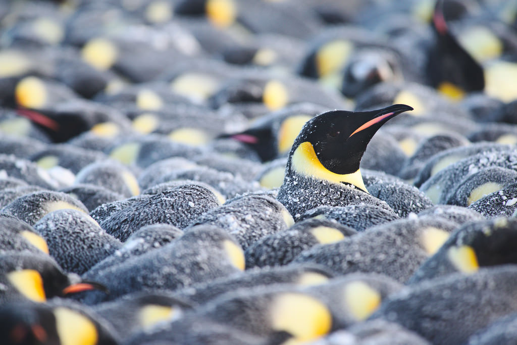 🐧 5 Priceless Penguin Facts about Emperor Fathers 🐧