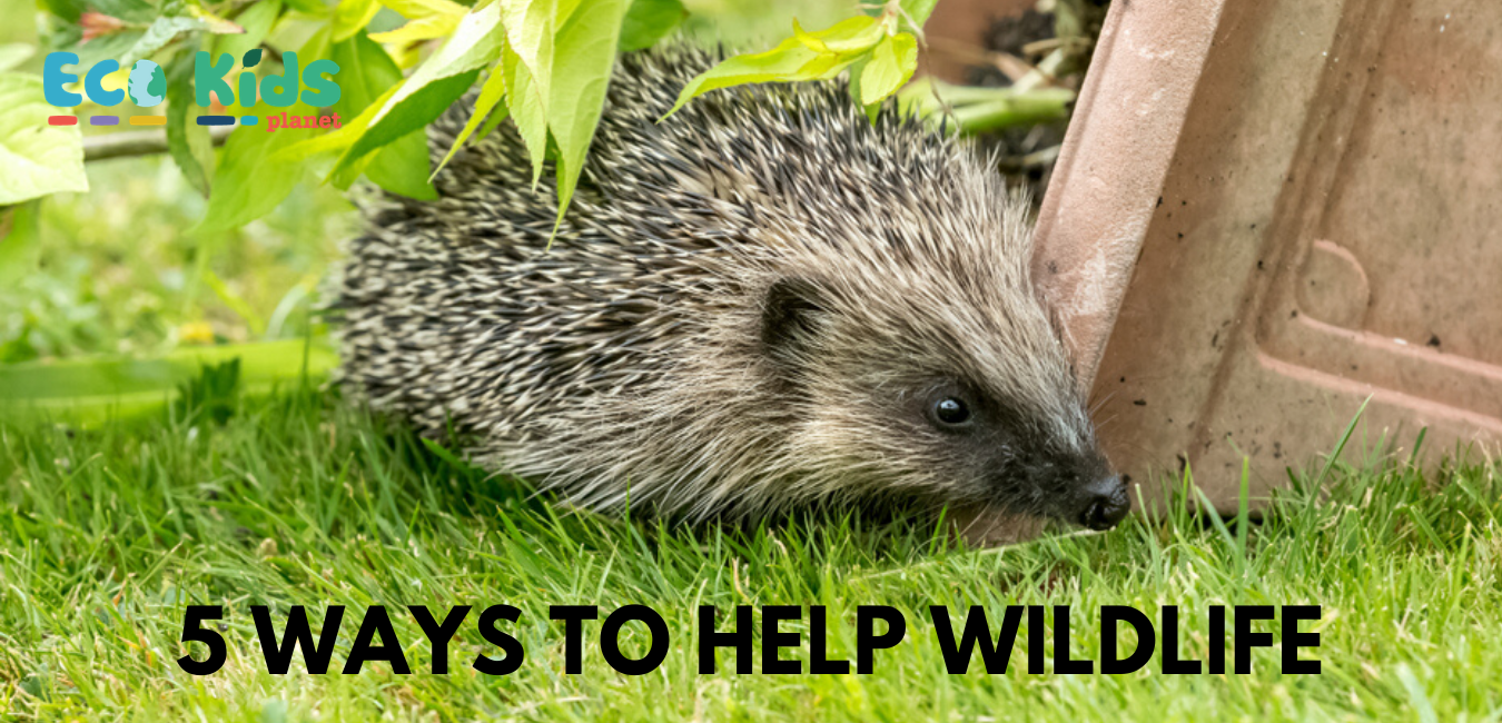 World Wildlife Day: 5 Ways to Help Wildlife