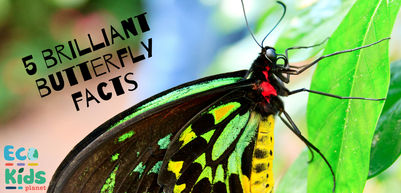 5 Brilliant Butterfly Facts