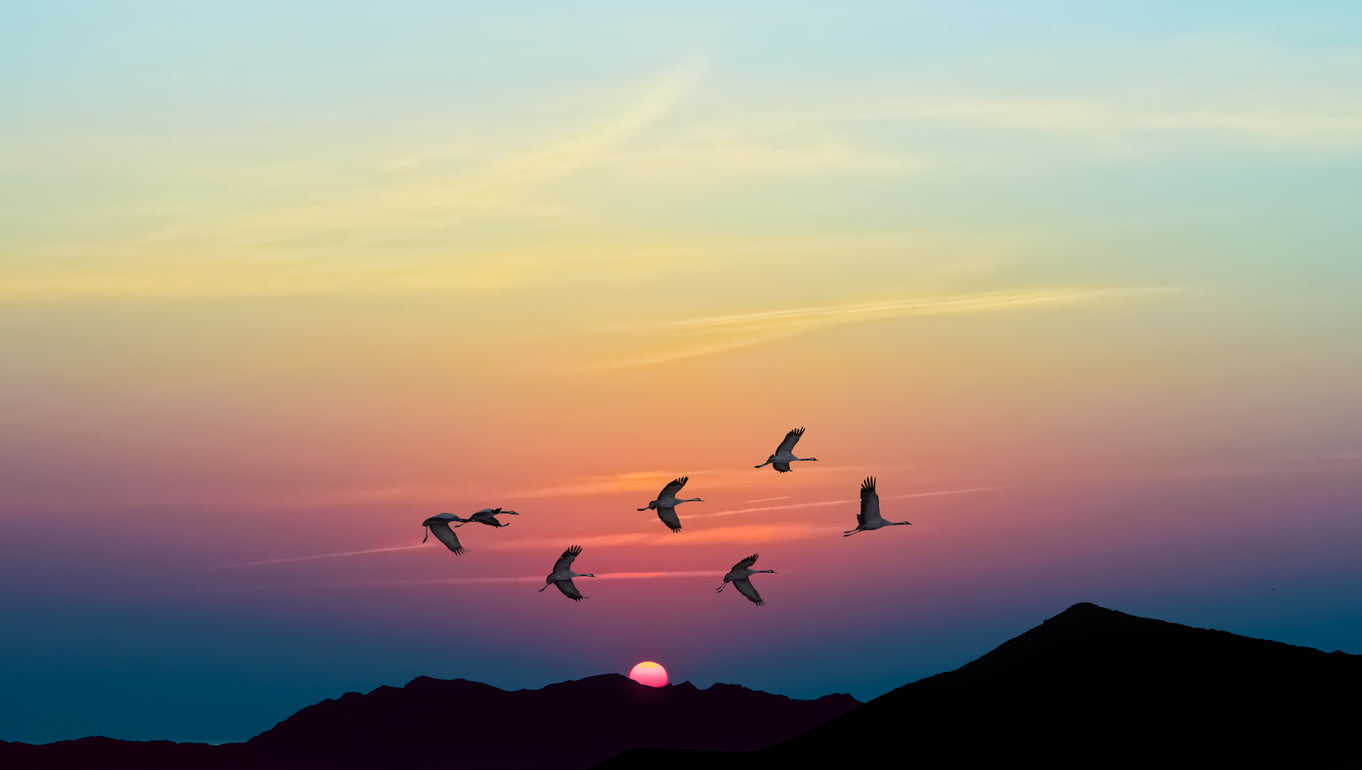 The God of the Marshes - The Red Crowned Crane