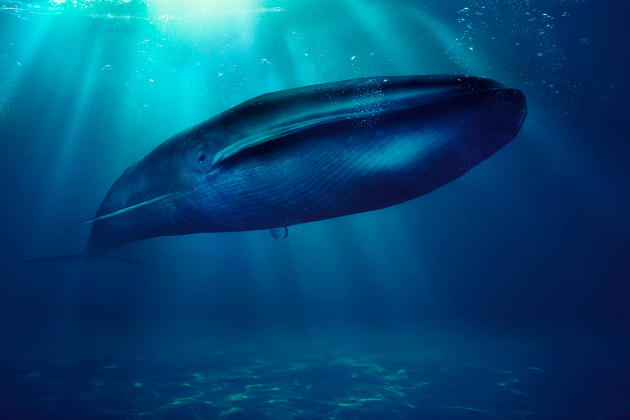 blue-whale-endangered-creature