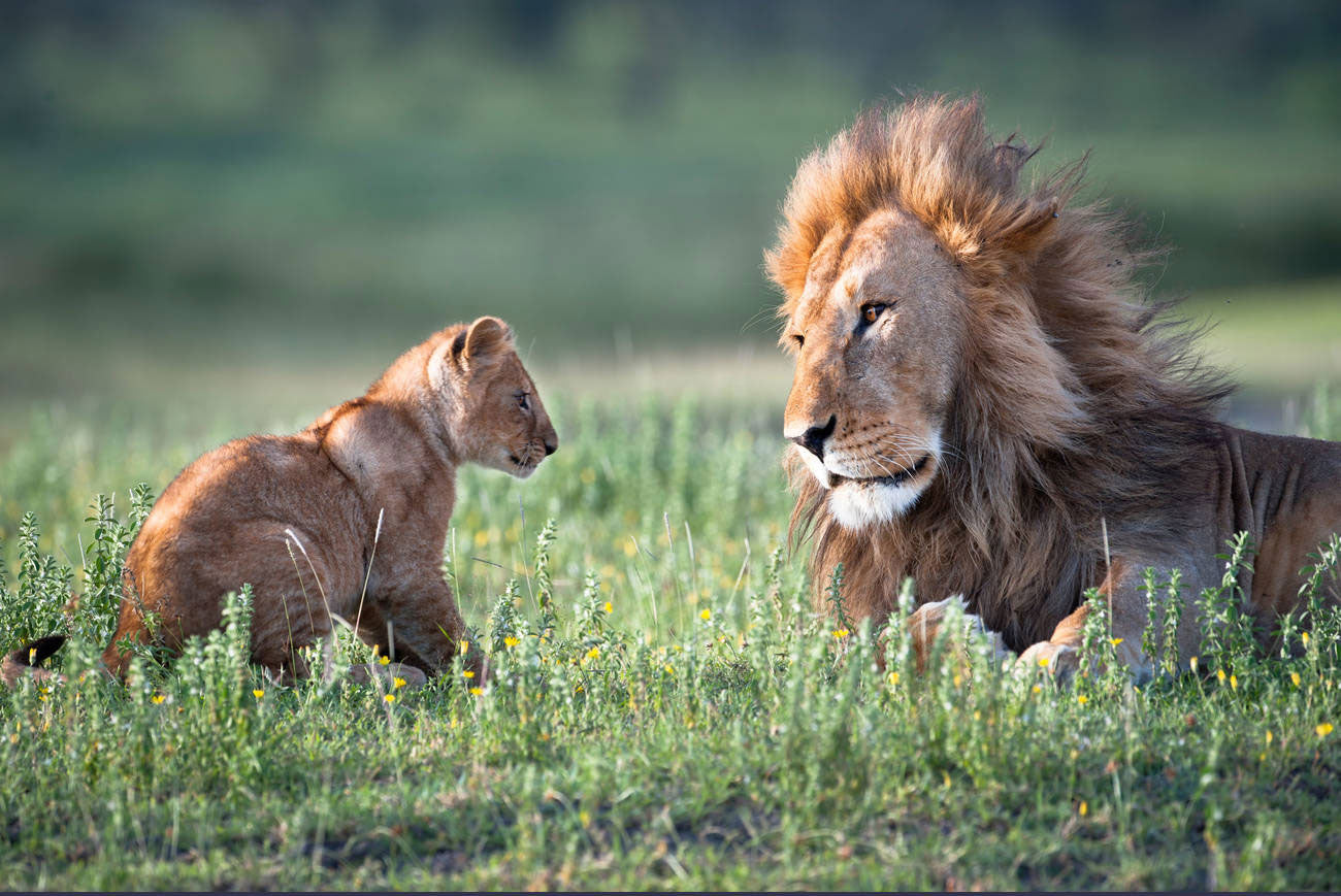 5 TOTALLY ROAR-SOME FACTS ABOUT LIONS