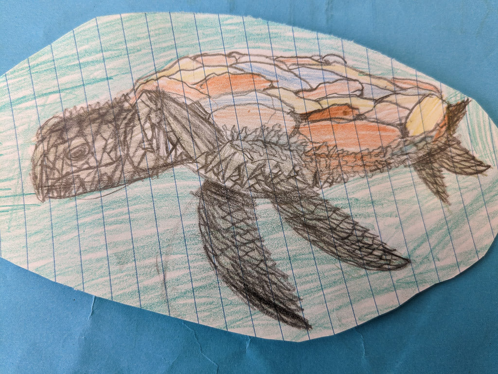 Empty Turtle Shell Drawing
