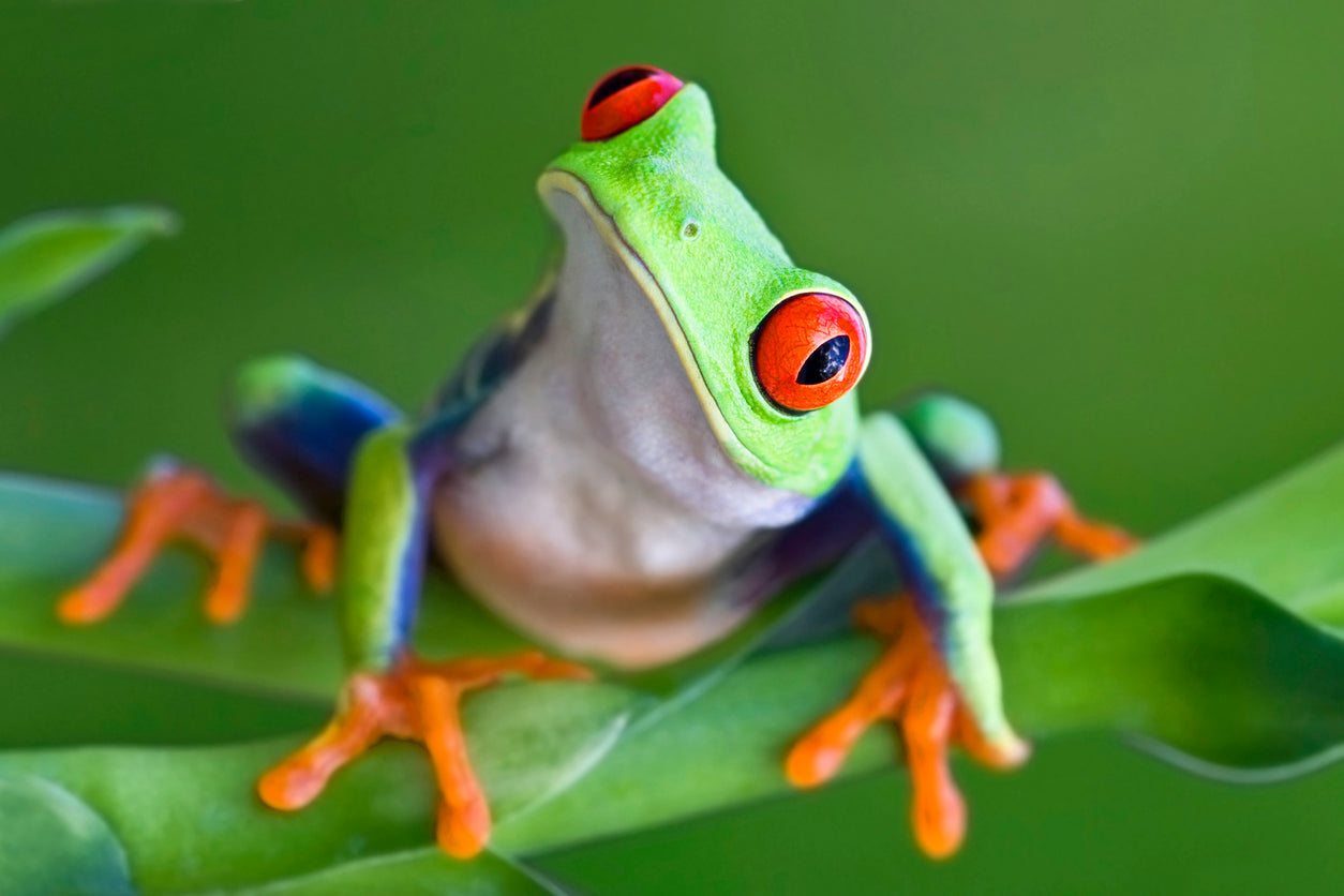 5 Fantastic Froggy Facts