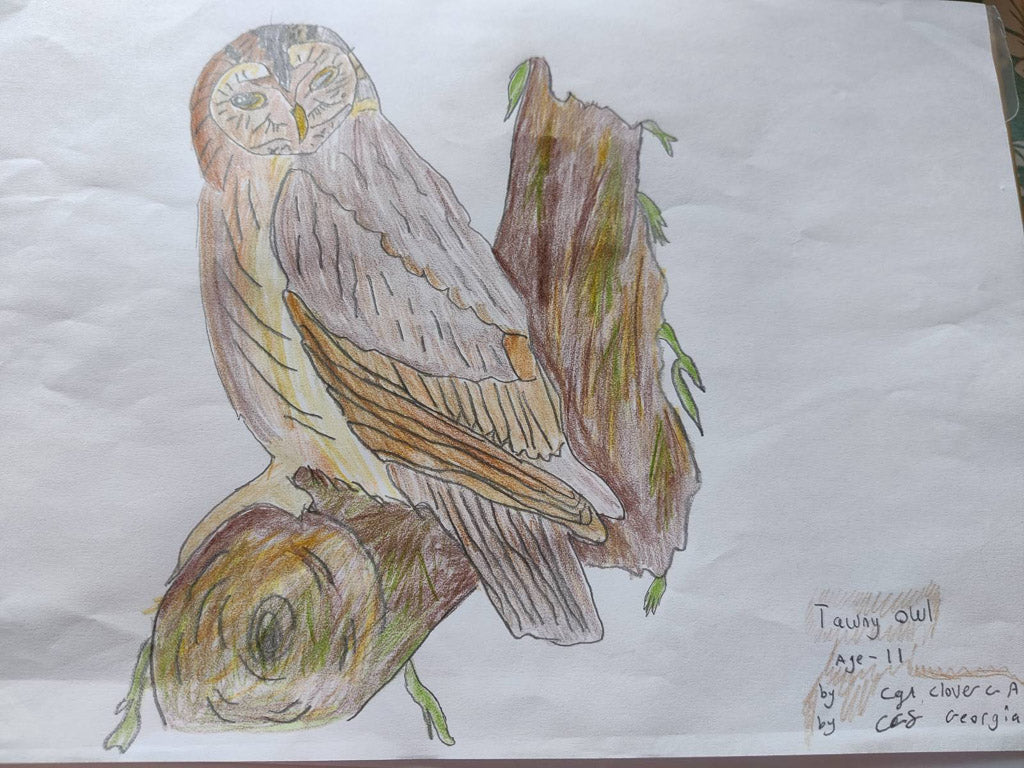 Drawing Competition: Amazing Animal Builders