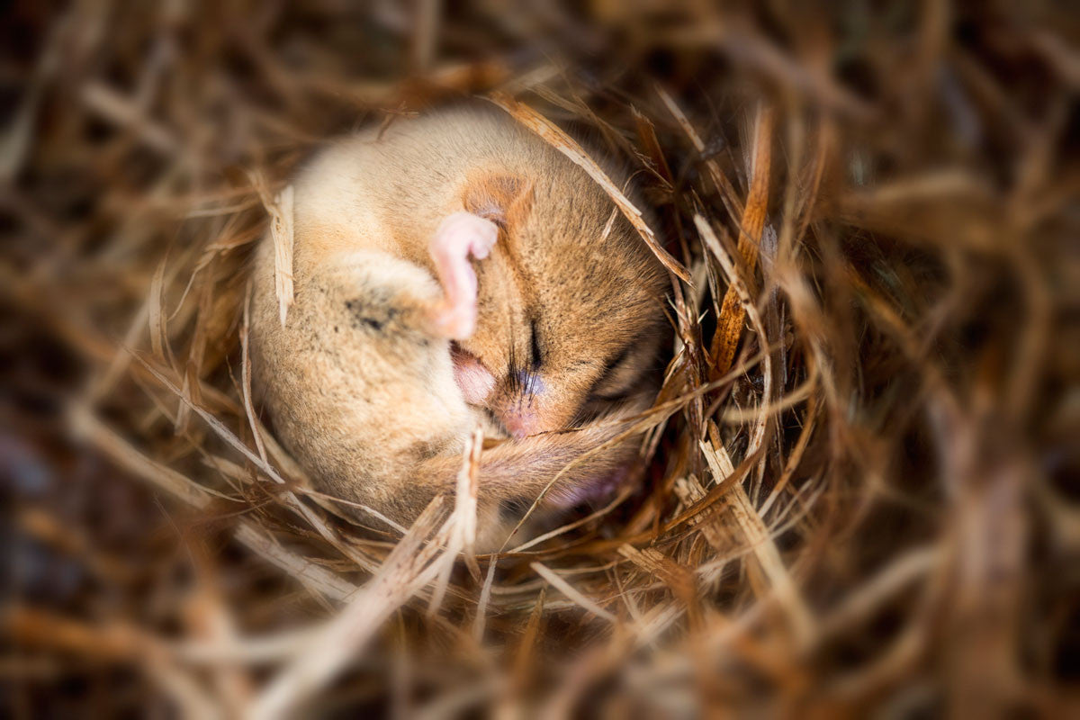 Science in the Park: Hibernation