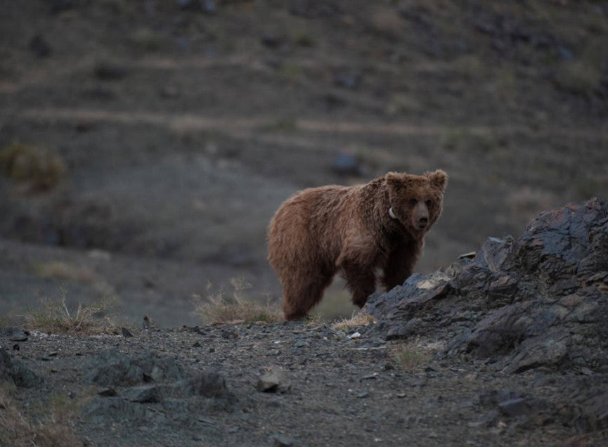 Endangered Creature Future: The Gobi Bear