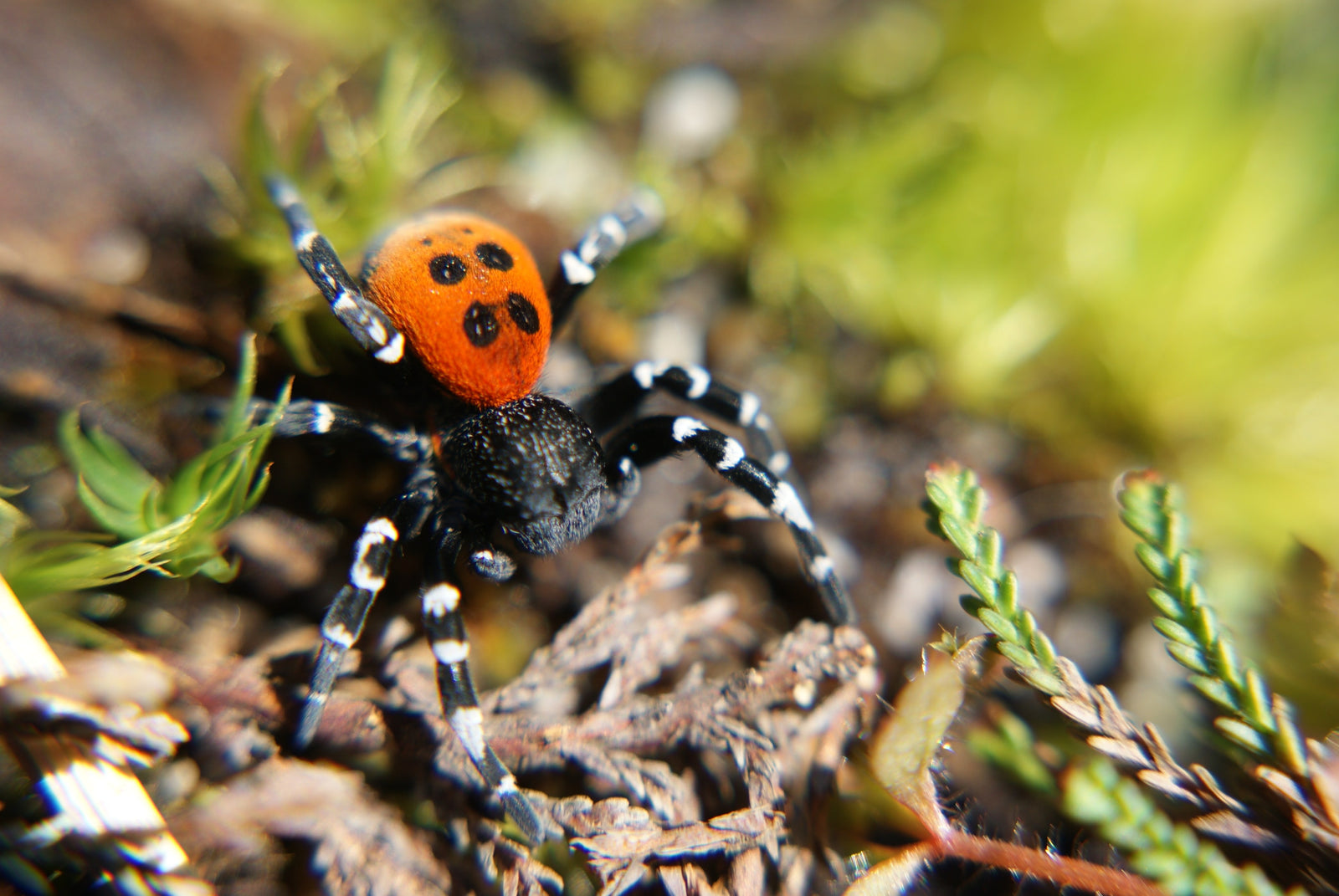 Endangered Feature Creature: The Ladybird Spider
