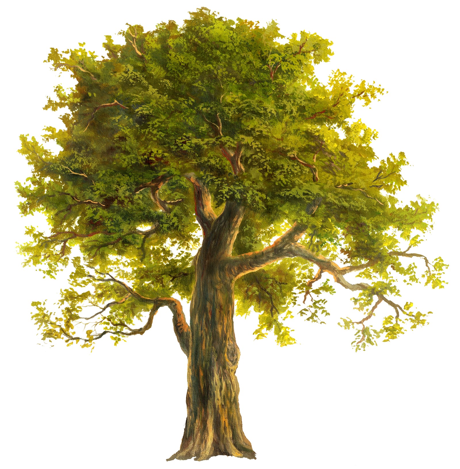 Nature Project: Investigate a Tree