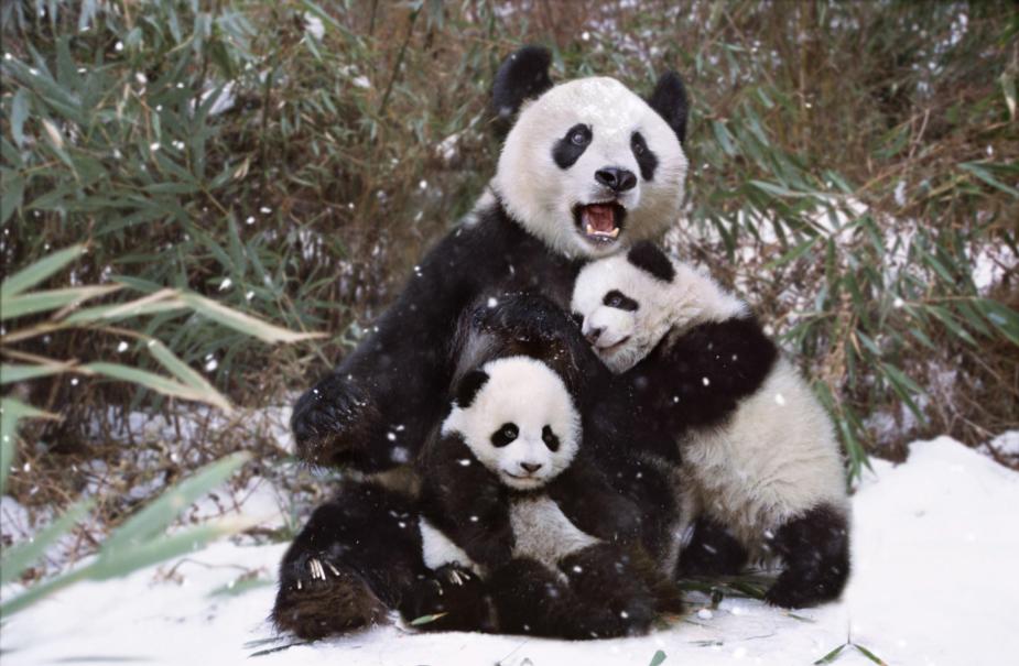 Giant Pandas and Their Mountainous Road to Recovery!