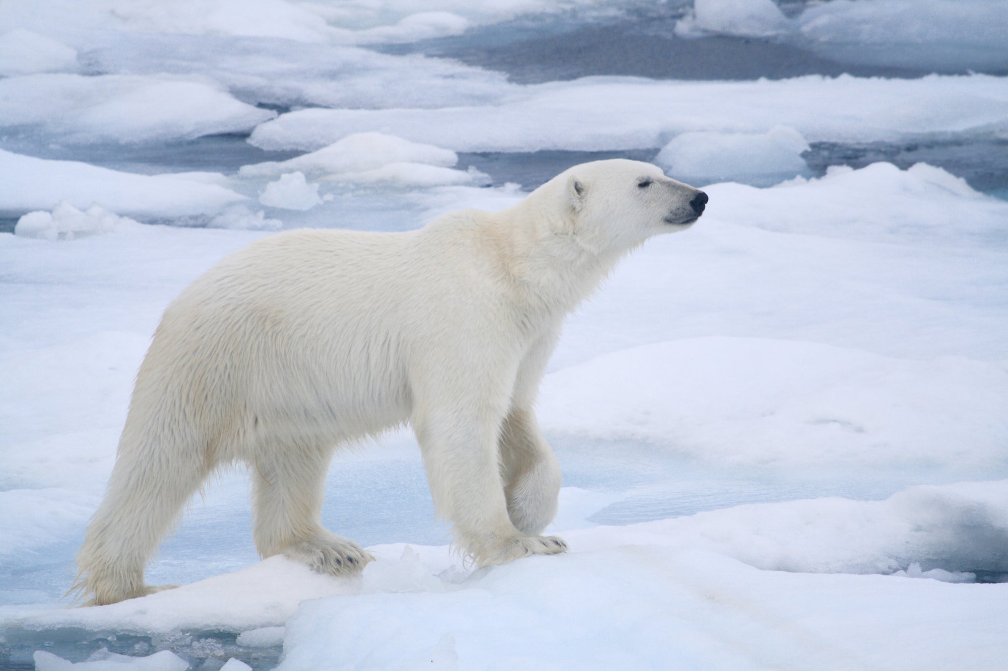 Endangered Creature Future: Polar Bear