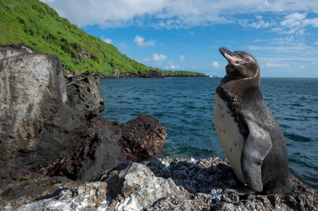 Endangered Creature Feature: The Galápagos Penguin