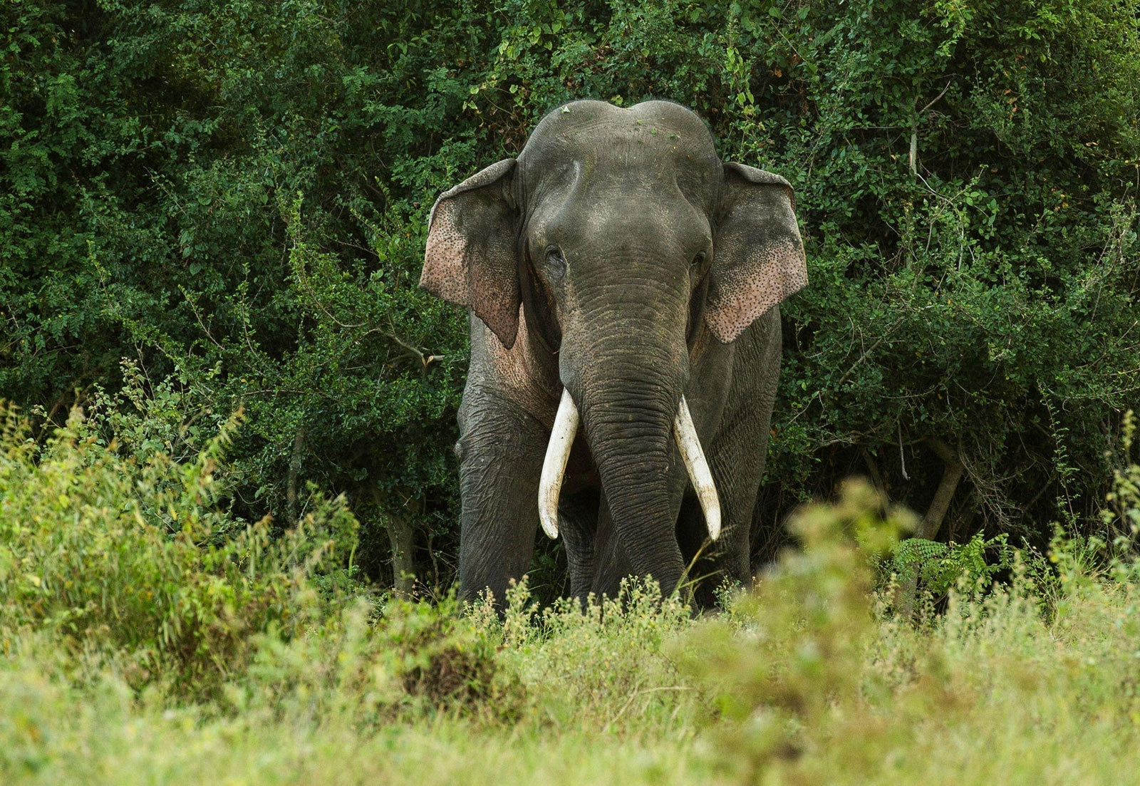 Is Synthetic Ivory the Answer?