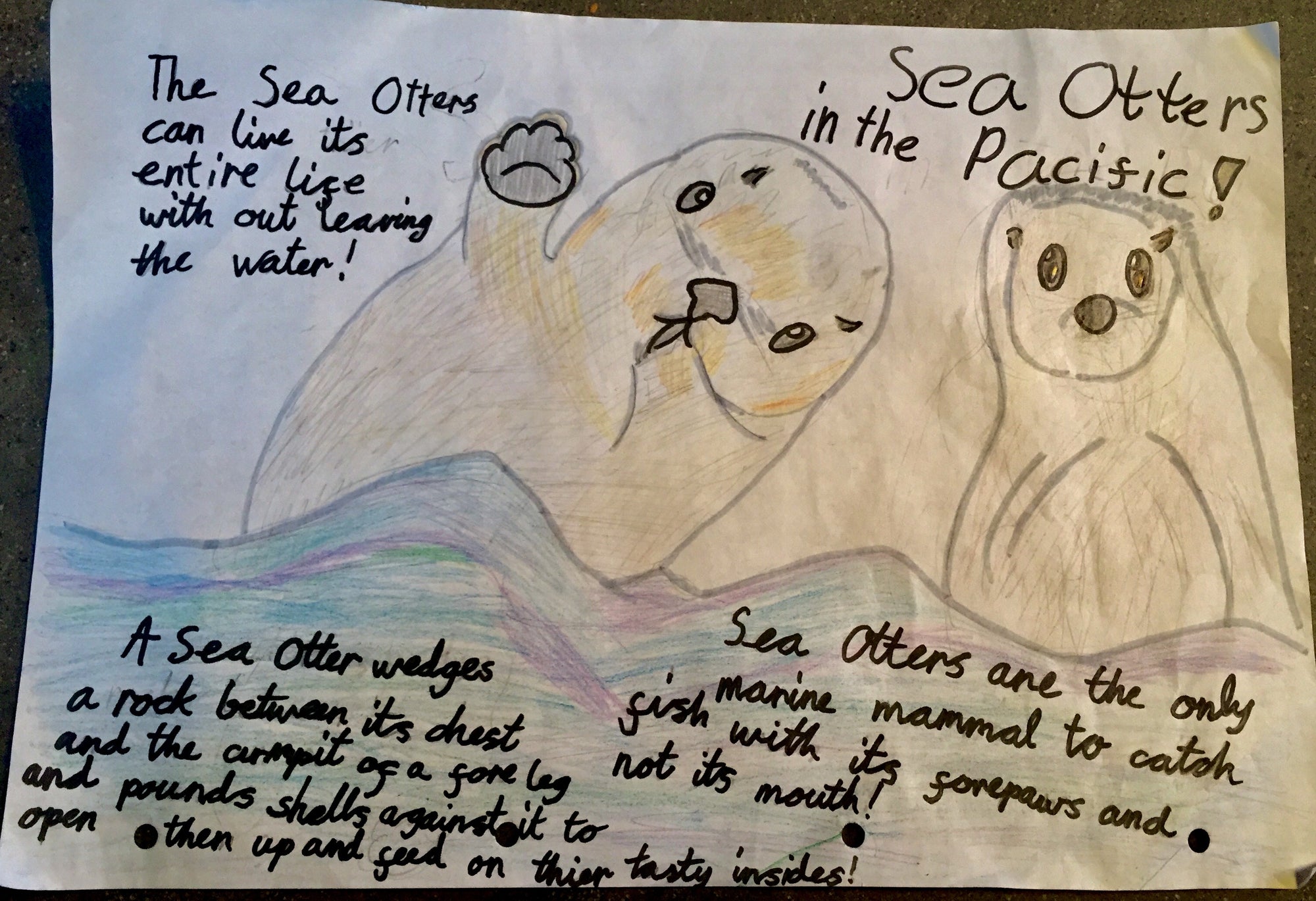 Pacific Ocean Creatures: Competition winners