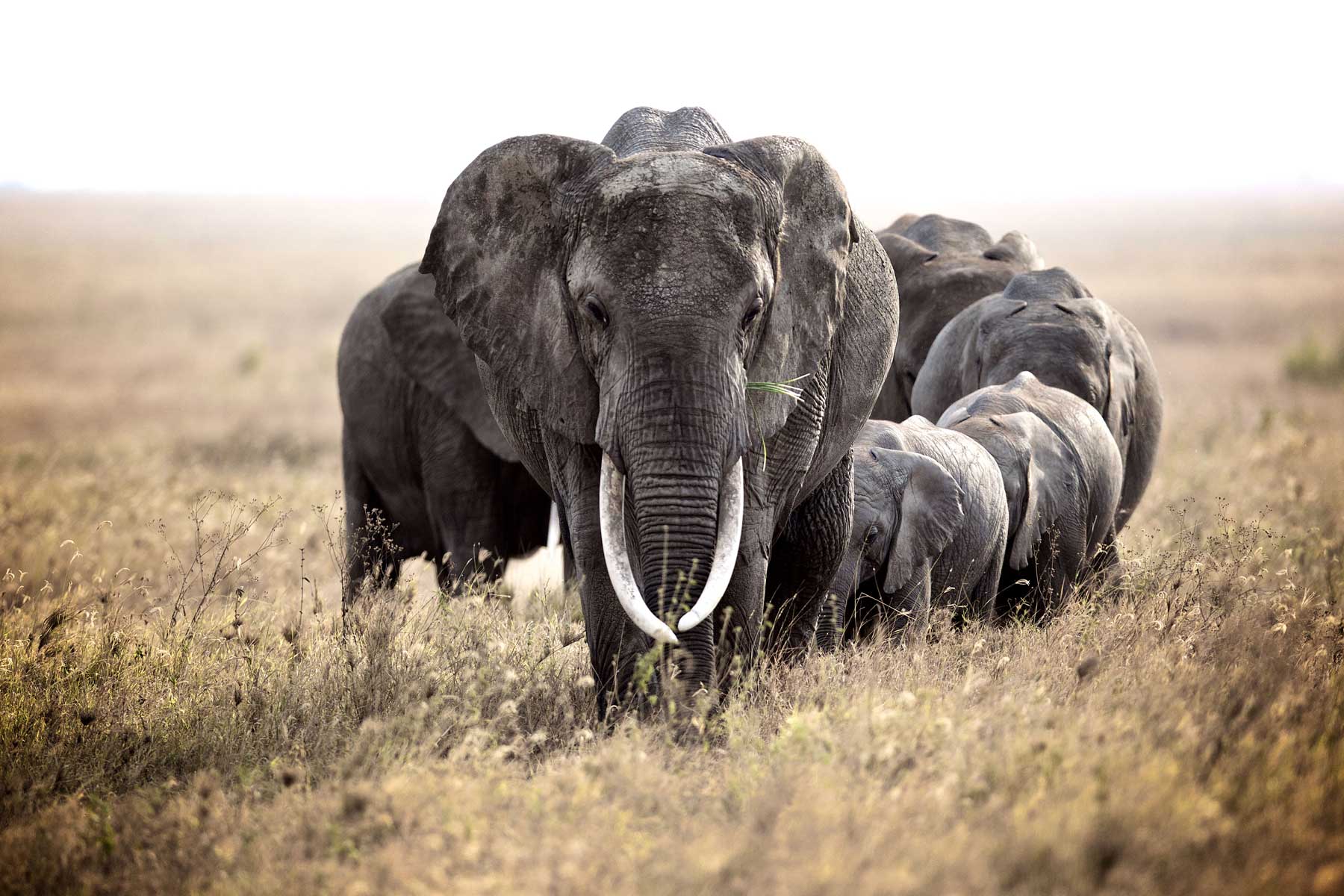 World Elephant Day – Top Fun (and Not So Fun) Facts