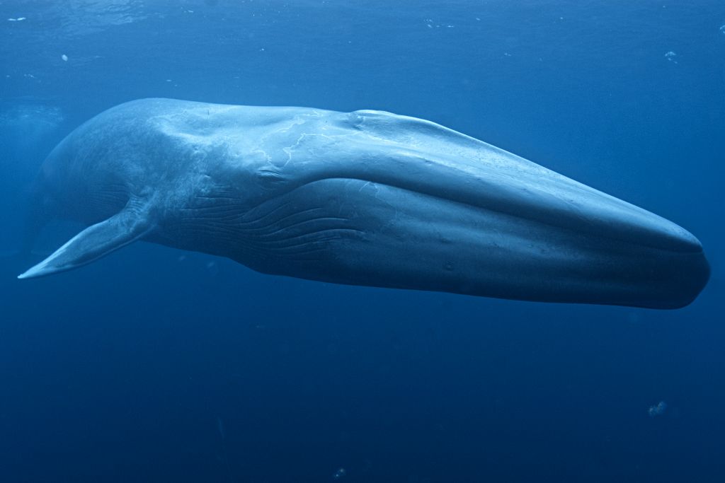 5 Whopping Whale Facts