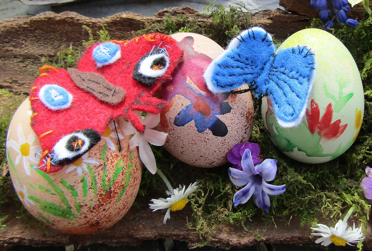 Monthly Competition Butterfly Eggs Eco Kids