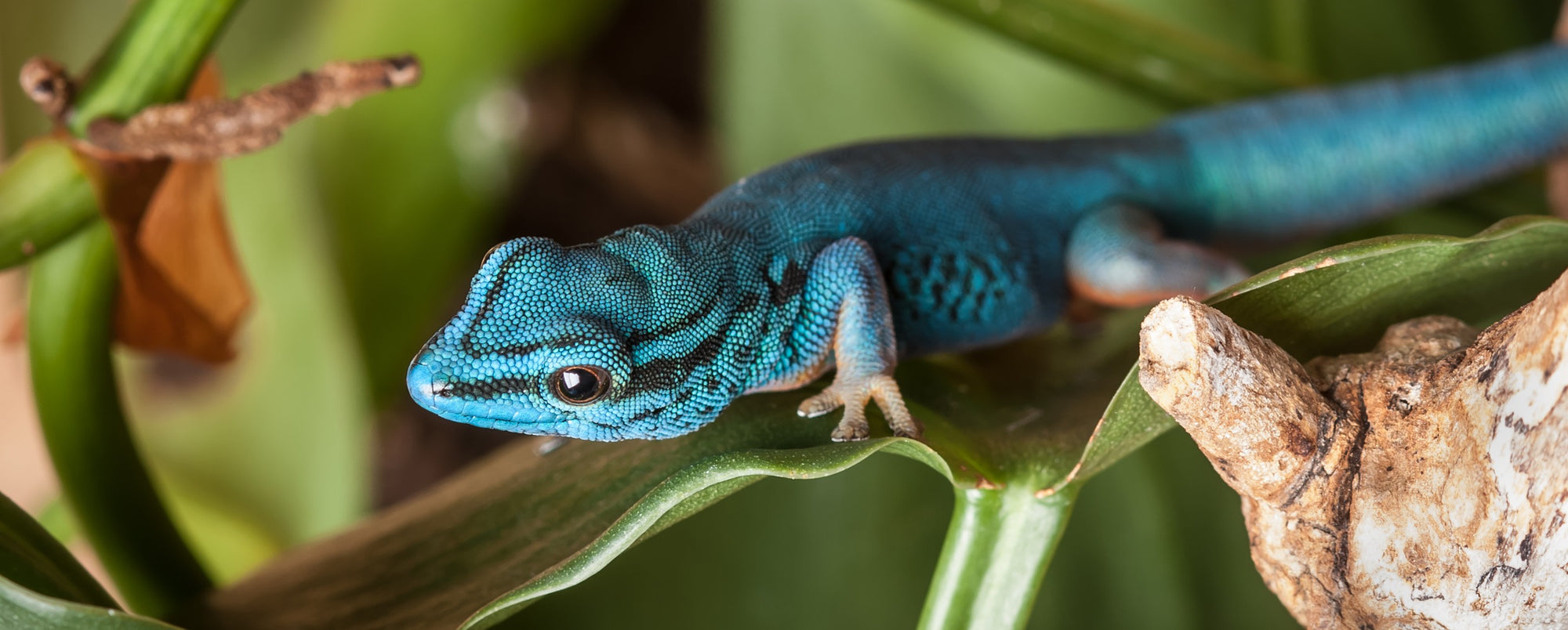 Endangered Creature Feature: Turquoise Dwarf Gecko
