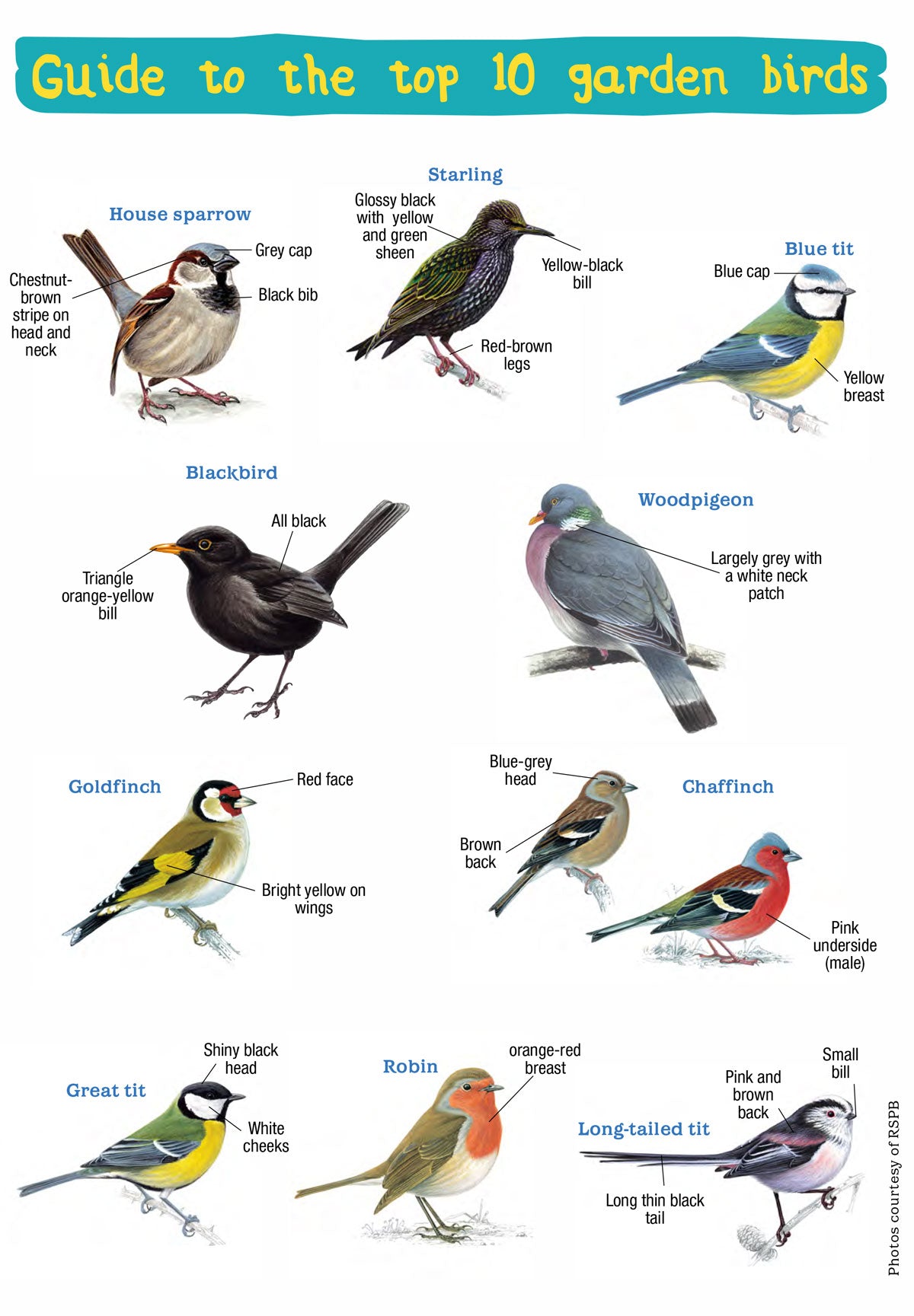 Handy Guide To The Uk'S Top 10 Garden Birds - Eco Kids Planet