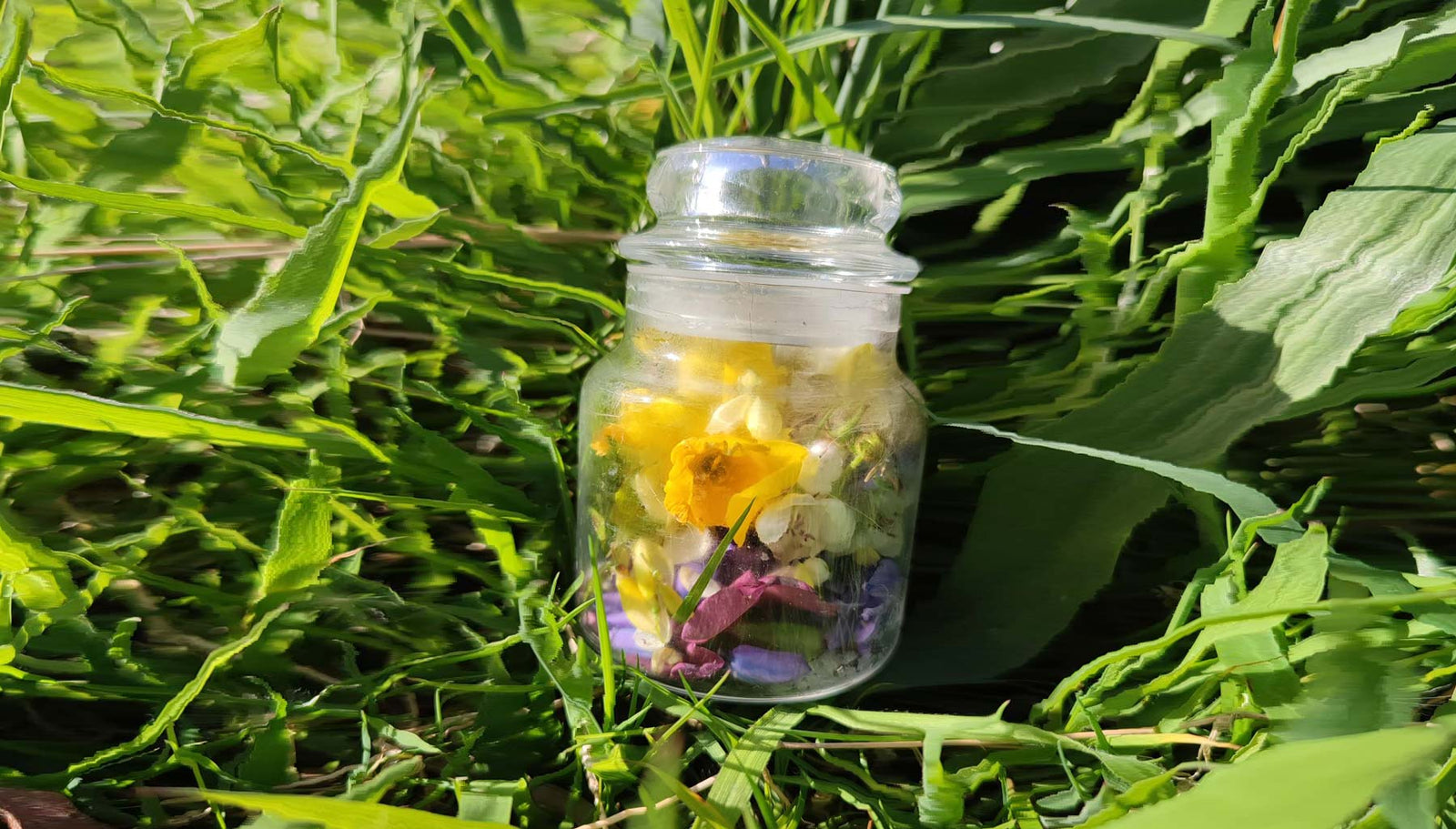 Monthly Competition: Magical Nature Potions