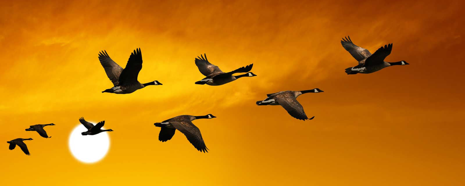 The Trans-Saharan Flight