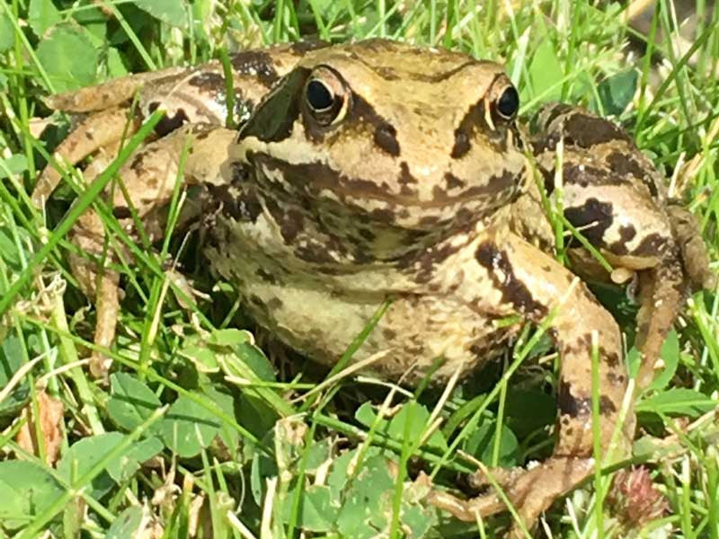 Build a wildlife water feature