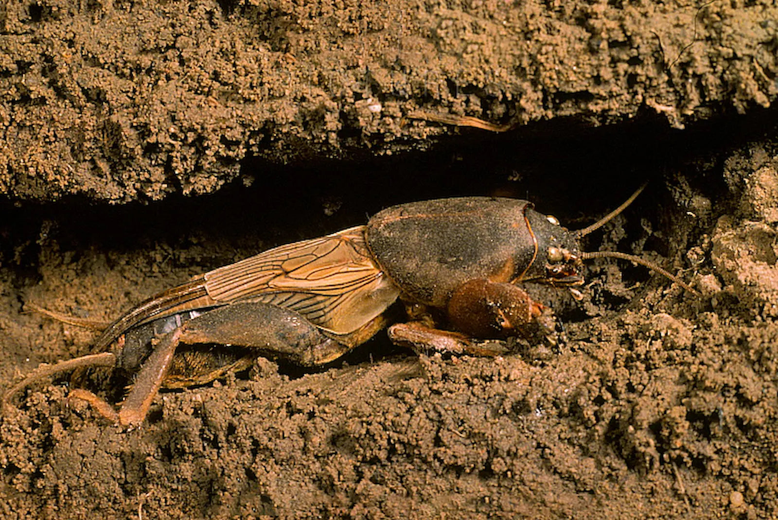 The Secret Underground Loudspeaker: Build a Megaphone Burrow