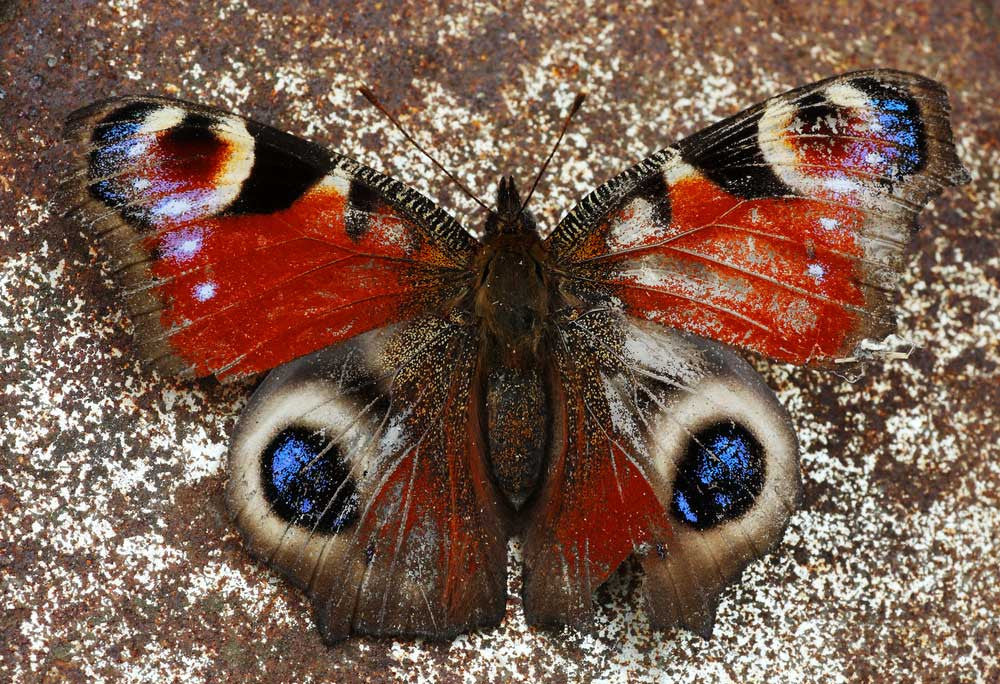 Science in the Park: How do Butterflies Survive Winter?
