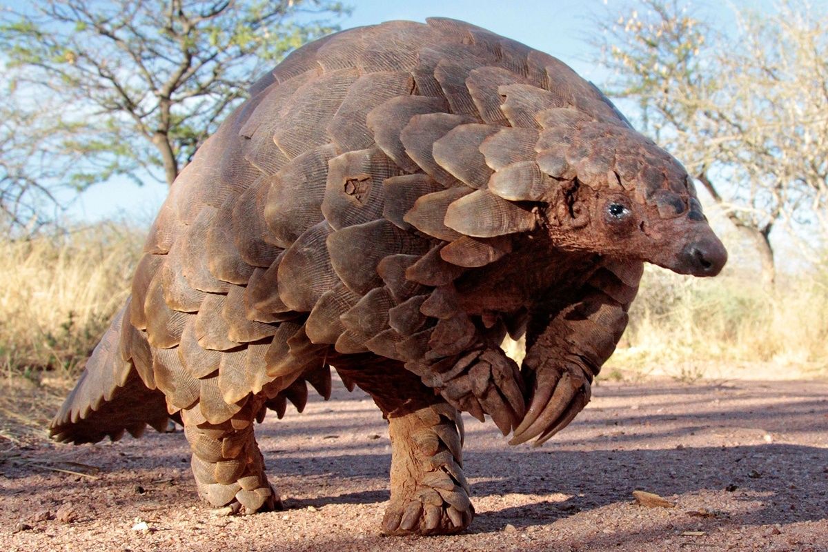 5 Playful Pangolin Facts