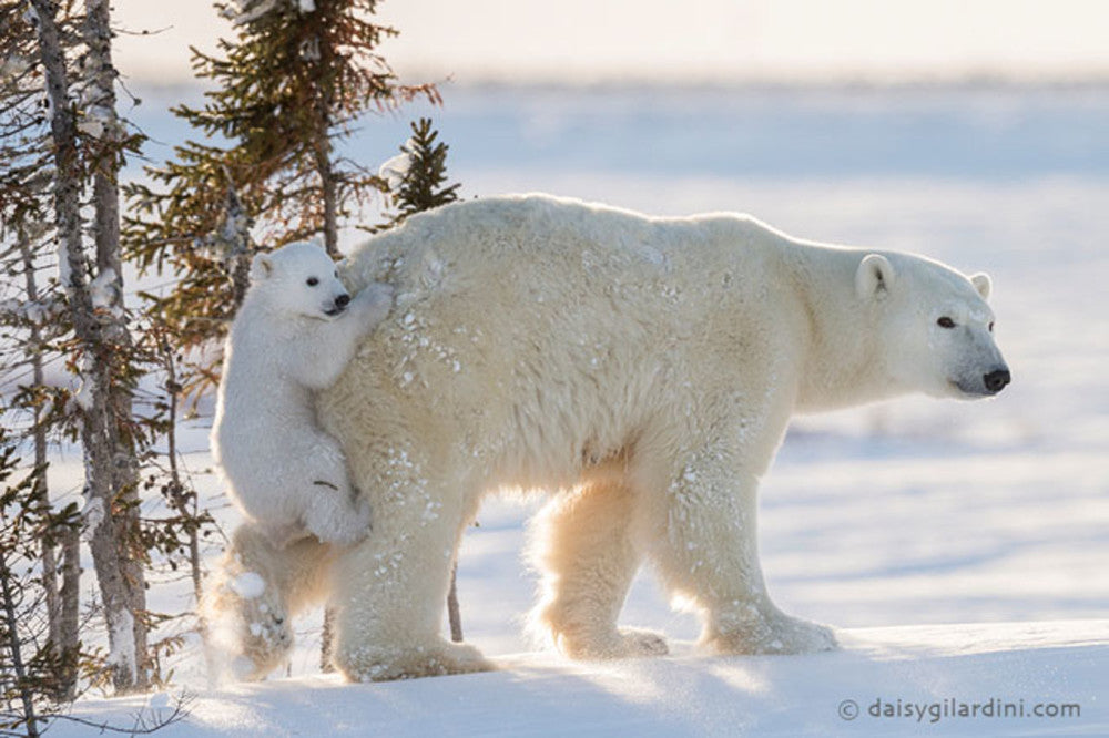 Can we save polar bears by moving them to Antarctica?
