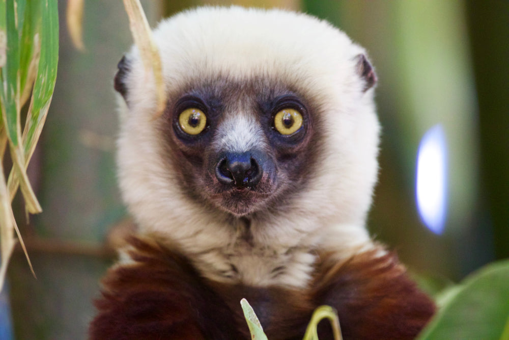 WORLD LEMUR DAY – FIVE SPECTACULAR SPECIES