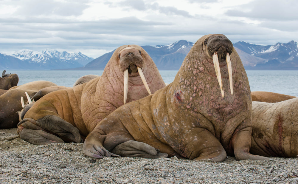 SEVEN SENSATIONAL WALRUS FACTS