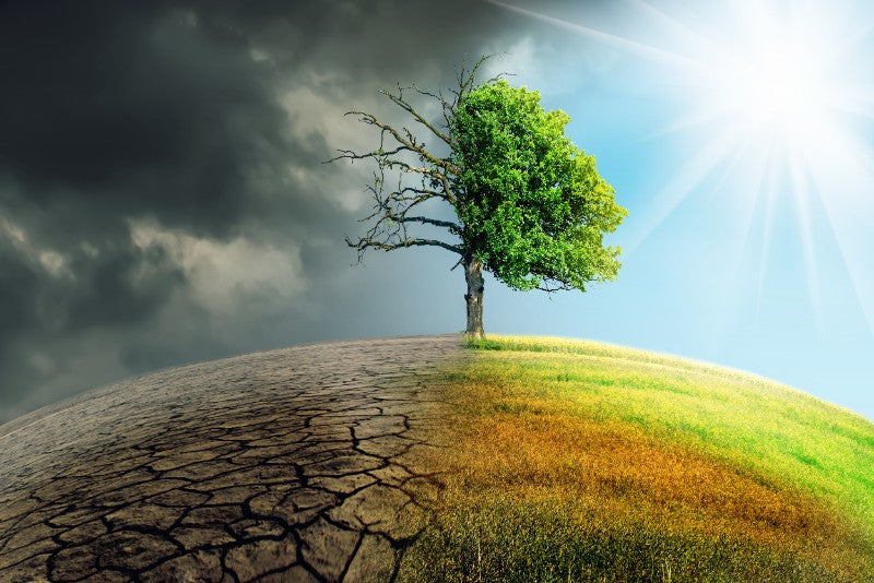 Climate Change: Which Creatures are affected the most?