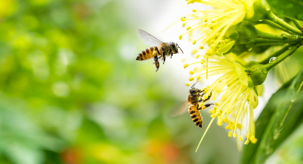 SEVEN BUZZING BEE FACTS