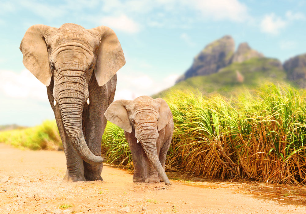 WORLD ELEPHANT DAY: THREE SPECIAL SPECIES