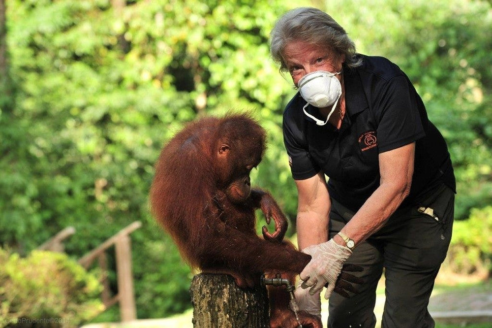Interview with Orang-utan Fairy Godmother, Sue Sheward