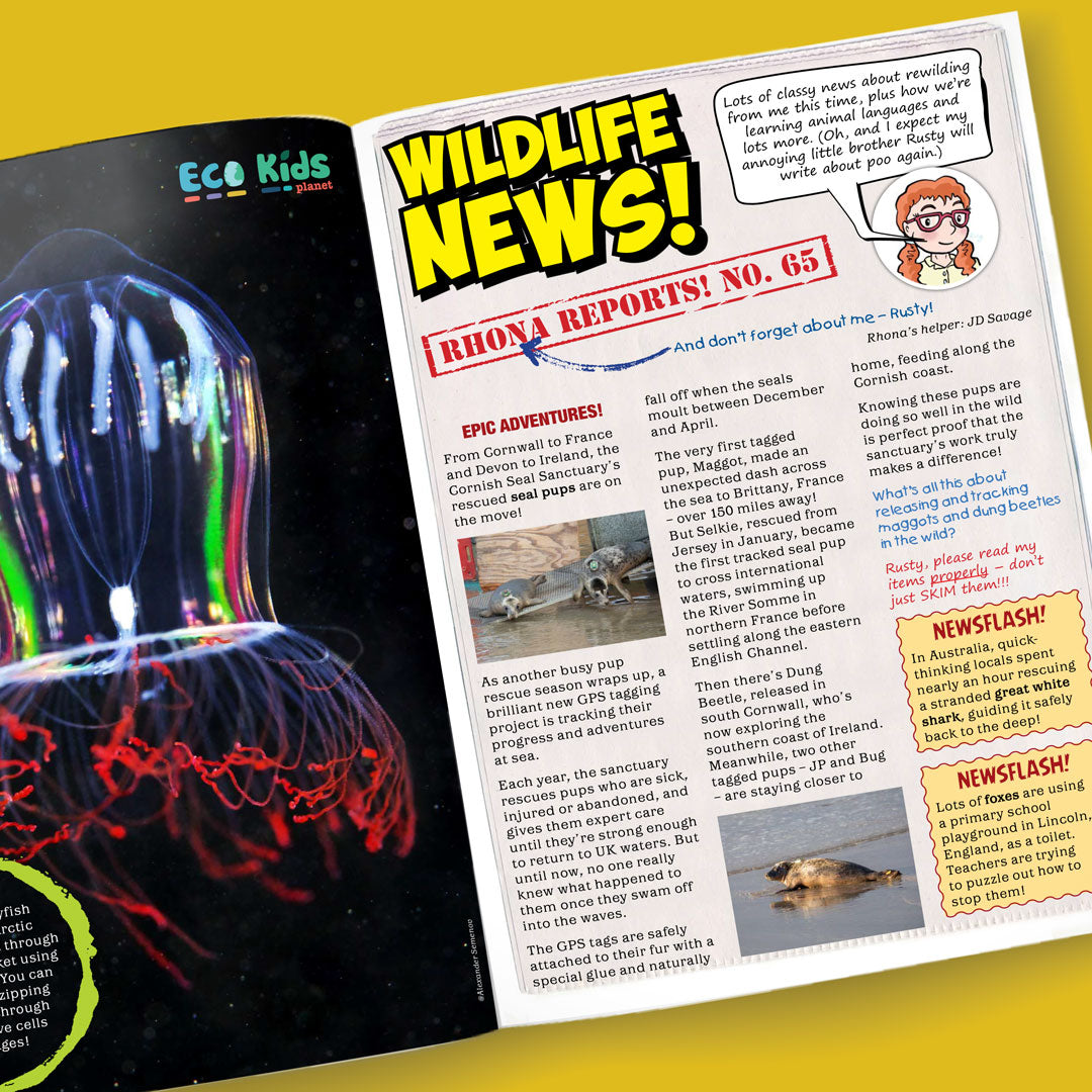 Sea Creatures Collection