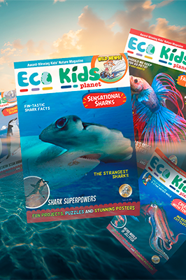 Amazing Oceans Bundle