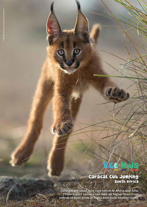 Kid&#39;s Nature Magazines – Issue 103 - Jumpers