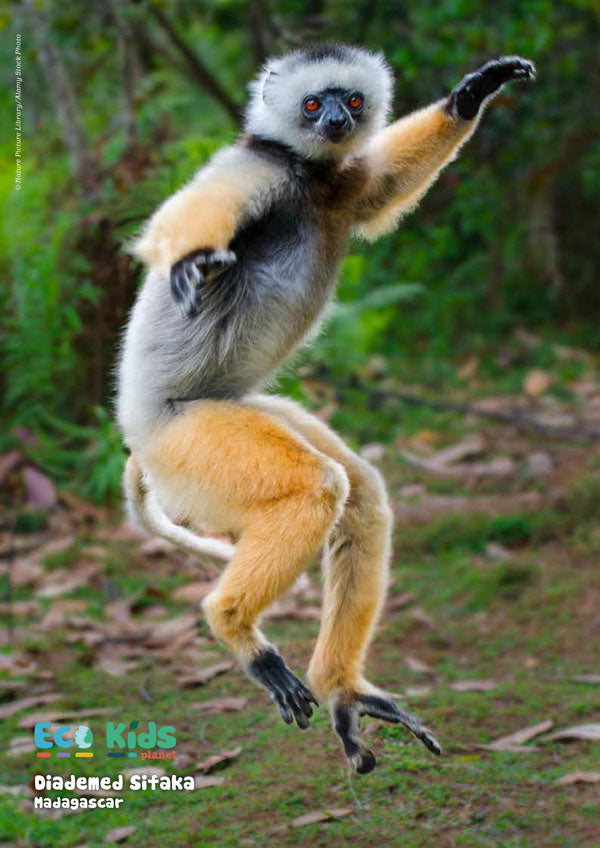 Kid&#39;s Nature Magazines – Issue 103 - Jumpers