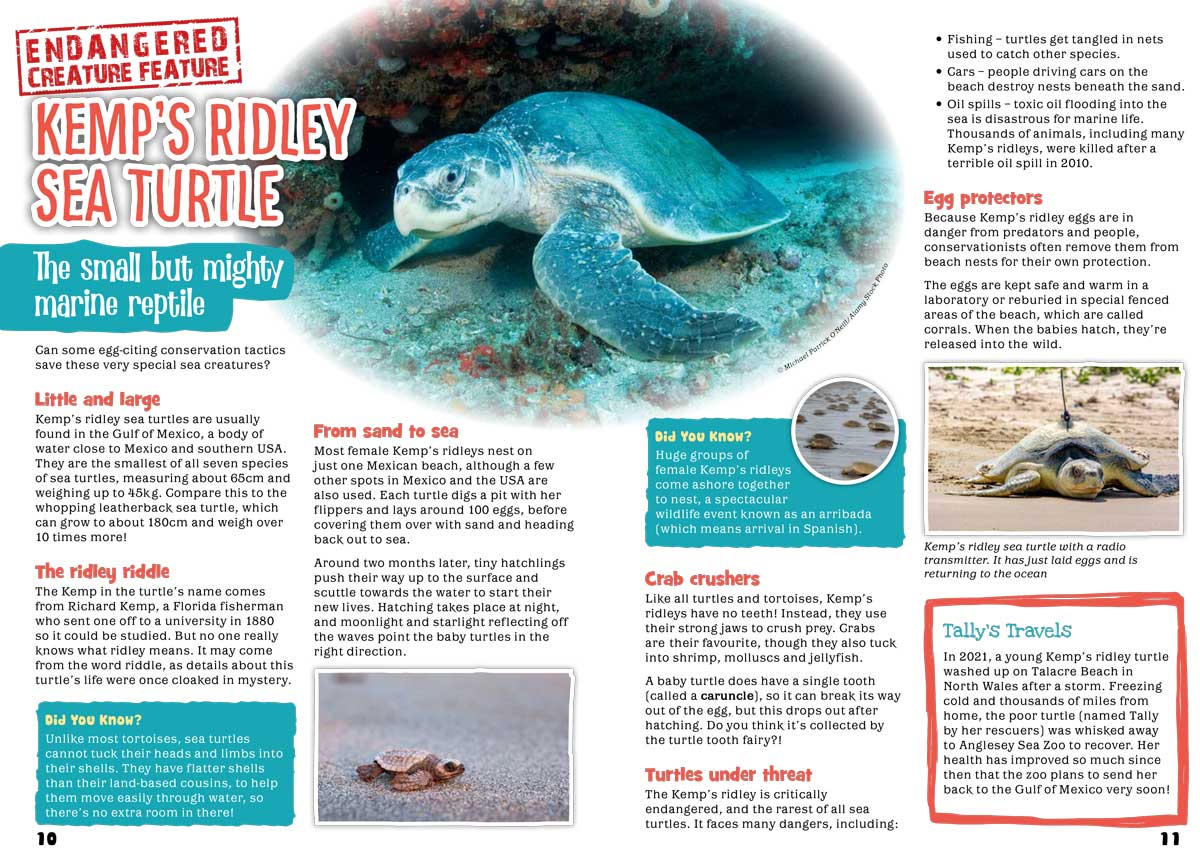 Kid&#39;s Nature Magazines – Issue 104 - Turtles of the World