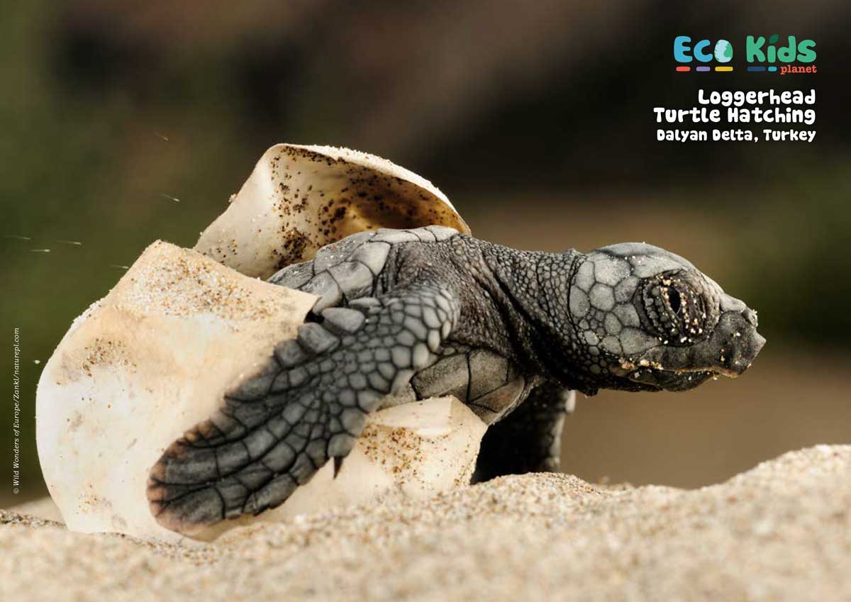 Kid's Nature Magazines – Issue 104 - Turtles of the World - Eco Kids Planet