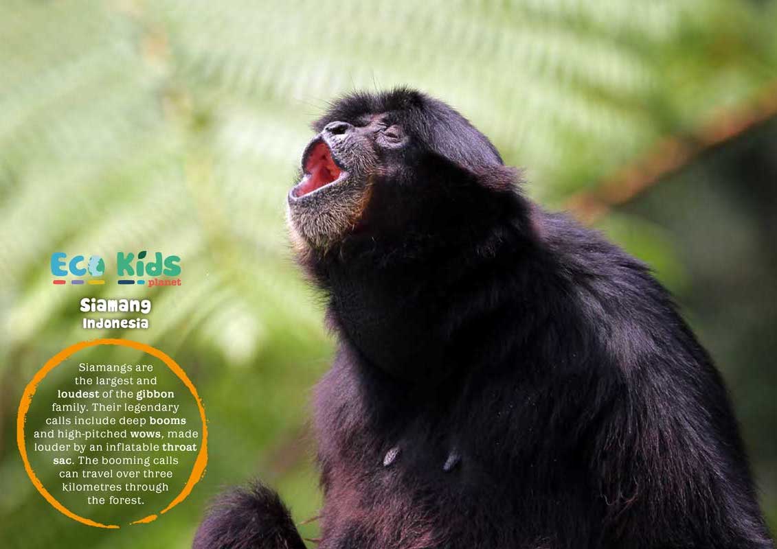 Kid&#39;s Nature Magazines – Issue 105/106 - Nature&#39;s Music