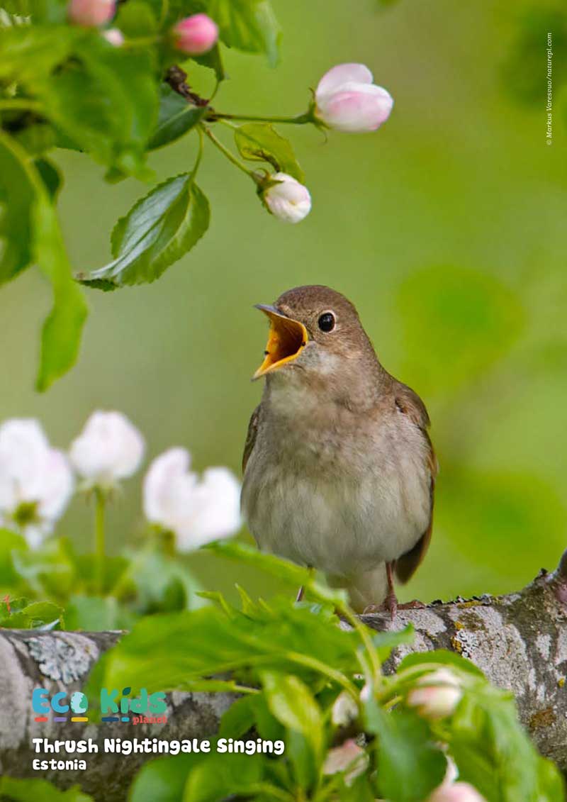 Kid&#39;s Nature Magazines – Issue 105/106 - Nature&#39;s Music