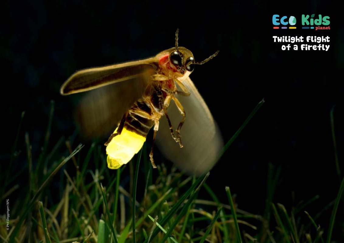 Kid&#39;s Nature Magazines – Issue 108 - Ready, Steady, Glow!